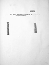 Leptosphaeria doliolum image